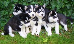 clever Siberian Husky puppies