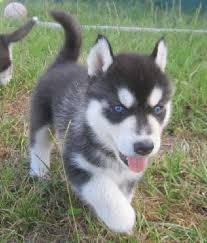Nice Siberian Husky puppies for adoption.