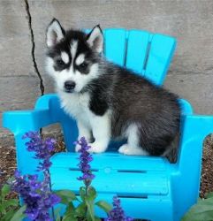 Sweet Special Siberian Husky Pupps interest at (xxx) xxx-xxx7 for fas