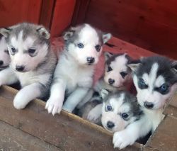 Adorable husky puppies for homes