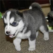Amazing Siberian Husky puppies for a lovely family