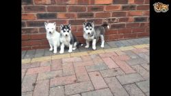 Stunning Siberian Husky Puppies for sale