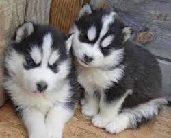 Siberian Husky puppies needs a new home.