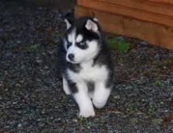 Cute Siberian Husky puppies For R-Homing