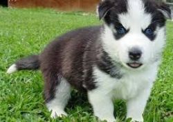 Amazing Siberian Husky puppies for adoption.