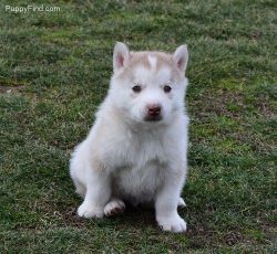 Kc Reg Siberian Husky Puppies For Sale