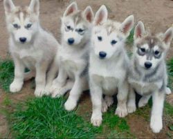 husky puppies to any loving and caring family that is willing to rende