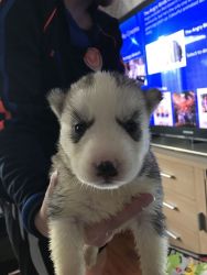 cute male and female Siberian huskies for sale now