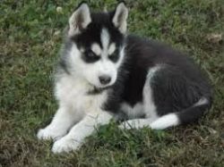Beautiful Siberian Husky puppies needs a new home.