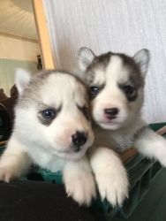 AKC Siberian husky puppies