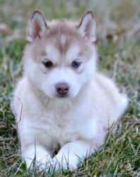 Pedigree Siberian Husky Puppies