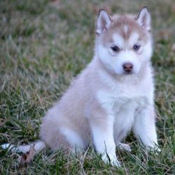 Adorable Siberian Husky Puppy's For Sale