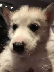 NICE AND CUTE MALE AND FEMALE SIBERIAN HUSKIES FOR SALE