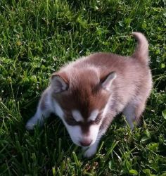 Blue eye male and female siberian husky puppies for sale