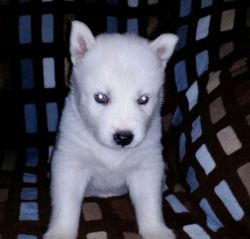 White male and female siberian husky puppies for adoption