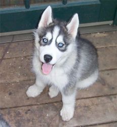 Good trained husky puppies for your home