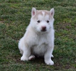 Kc Registered Siberian Husky Puppies