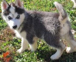 home raised male and female siberian husky puppies