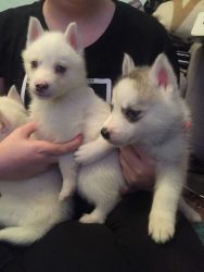 Pure white Siberian Husky puppies