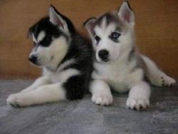 Adorable male and female siberian husky puppies