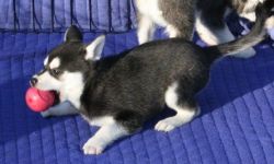 Baby male and female SIBERIAN HUSKY PUPPIES