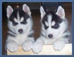 cc Siberian husky puppies for adoption