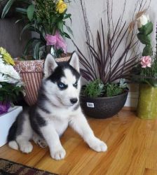 established a wonderful husky puppies for sale now