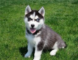 Outstanding MALE and Female AKC Registered 12 weeks old Siberian Husky
