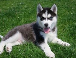 Cute amazing Blue eyes Siberian Husky Puppies
