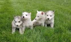 Siberian Husky puppies(xxx) xxx-xxx6