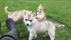Blue Eyed Husky Puppies for Adoption