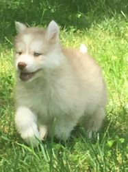 AKC Wooly Husky Puppies for sale