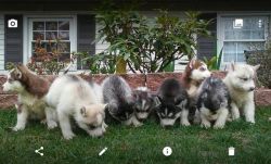 Male and Female Siberian Husky puppies seeking lovely home