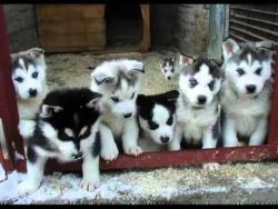 Cute male and female siberian husky pups .....(xxx)xxxxxxx