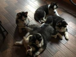 VERY CLEVER AND PLAY FULL BLUE EYES SIBERIAN HUSKY PUPPIES
