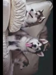 Super Healthy Siberian husky puppies For adoption Text(xxx) xxx-xxx3