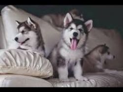 Beautiful Siberian husky puppies For Adoption Text(xxx) xxx-xxx3