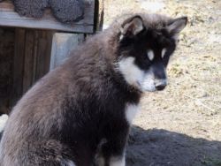 Siberian Husky Puppies Text (xxx) xxx-xxx0