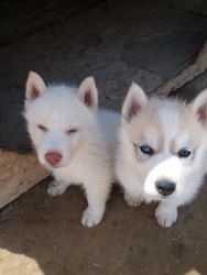 Siberian Husky Purebred Puppies.