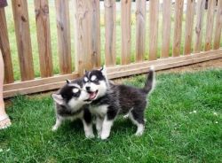Lovely Husky Puppies For Sale