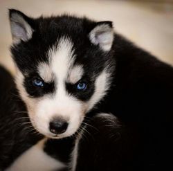 Siberian Husky Puppy For Sale