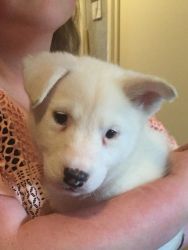 Adorable All White Siberian Husky For Sale