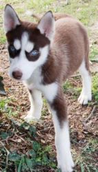 Siberian Husky puppies for sale now
