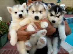 Outstanding Siberian Husky Puppies in need of a good home