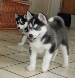 Magnificent Male and Female Husky Puppies