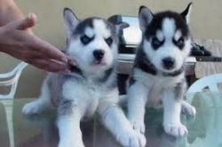 Siberian Huskies puppies ready for adoption.