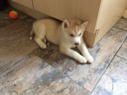 Beautiful Blue Eyed Female Husky Puppy For Sale