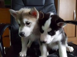 Family Trained Siberian Husky Puppies White/Black