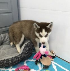 6 Beautiful Husky Pups For Sale