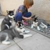 EXTRA CUTE siberian husky PUPPIES FOR CARING HOMES
